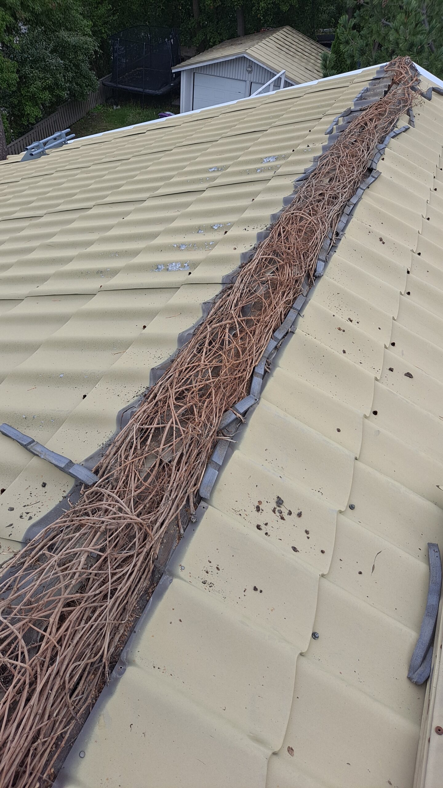 köynnökset-katolla