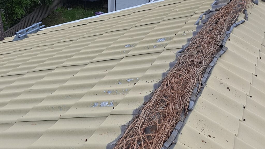 köynnökset-katon-rakenteissa